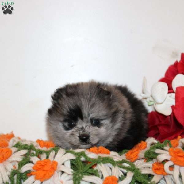 Galen, Pomeranian Puppy